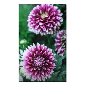 Flores moradas