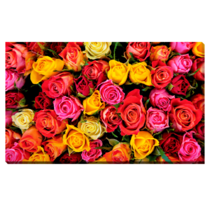 Fondo de rosas de colores