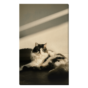 Gato Casero