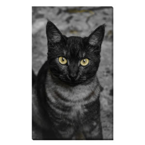 Gato Negro