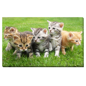 Gatos pequeños