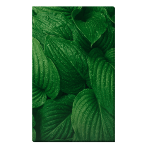 Hojas de plantas Kseniya Budko