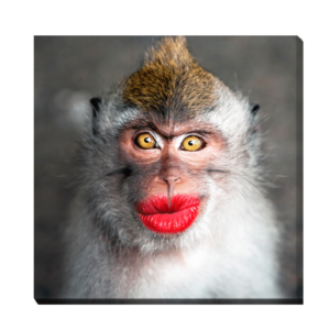 Mono divertido con labios rojos