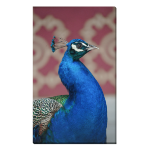 Pavo Real