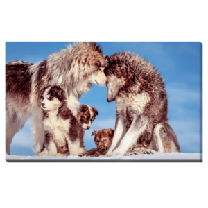 Perros y cachorros en la nieve