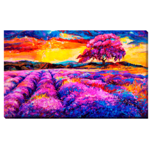 Campos de Lavanda
